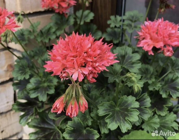 Пеларгония стеллар Bronze butterfly