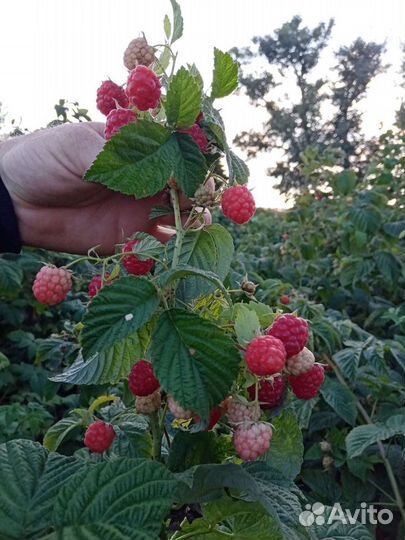 Ремонтантная малина, и летняя ранняя