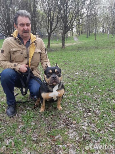 Американский булли