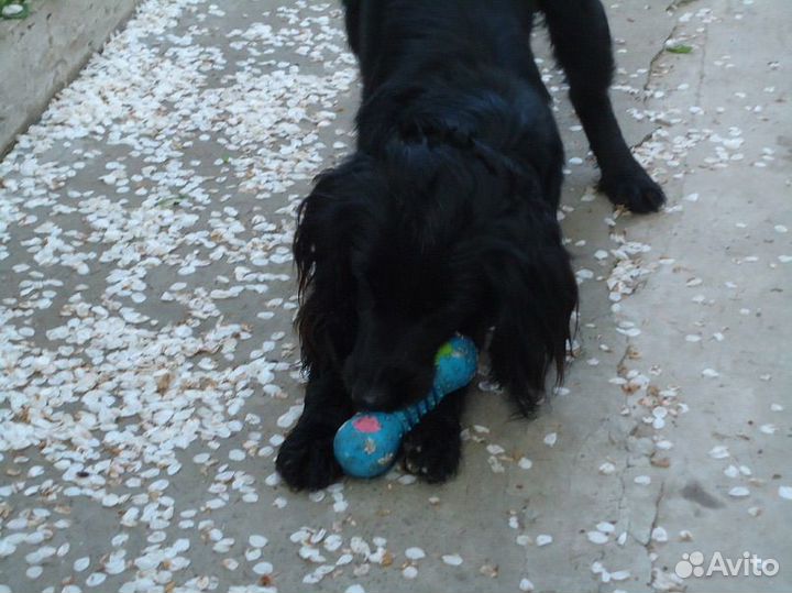 Передержка животных на время отпуска