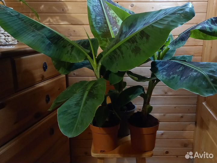 Банан Муса-Банановая пальма D-17/ H-85