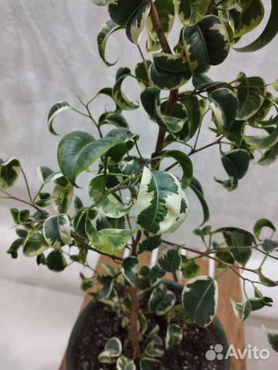 Фикус Бенджамина Твилайт 105 см