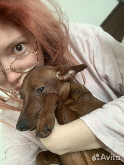 Передержка собак, выгул, догситтер, няня