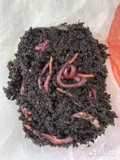 Червь для рыбалки