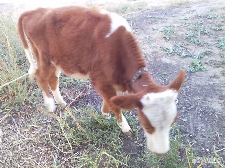 Телочка бычок