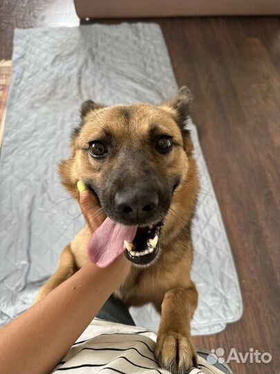 Собака улыбака в добрые руки