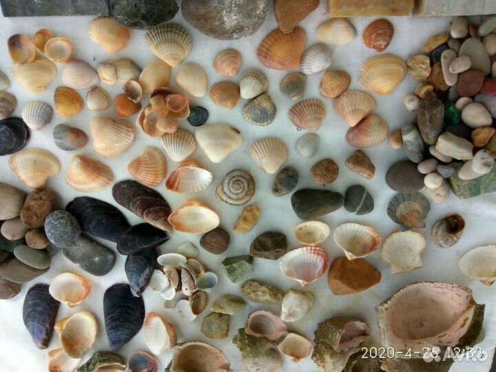 Ракушки и камешки