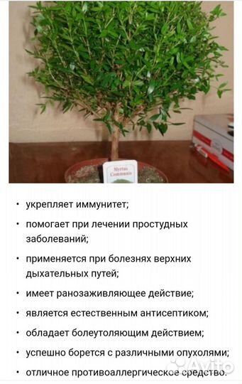 Мирт дерево здоровья и благополучия