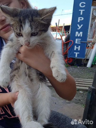 Котята в добрые руки 2 месяца