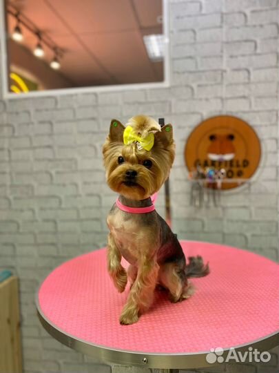 Стрижка собак