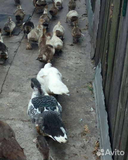 Мускусная утка для разведения