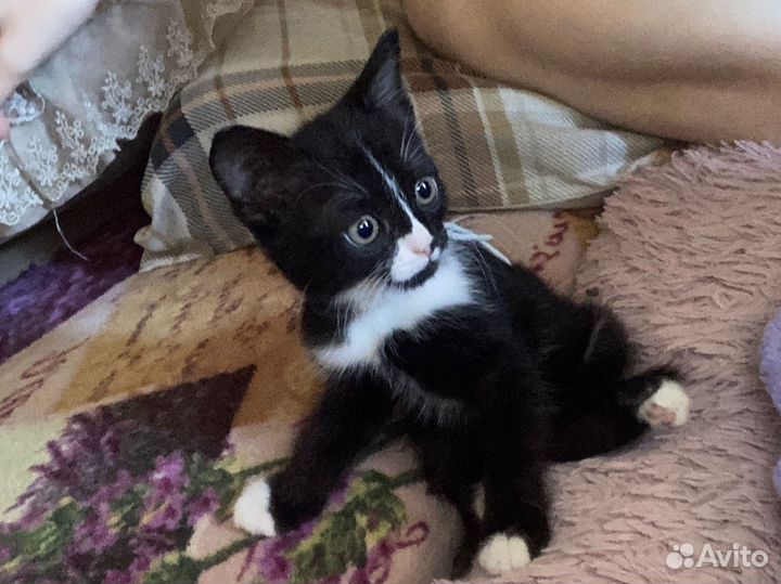 Котенок в добрые руки