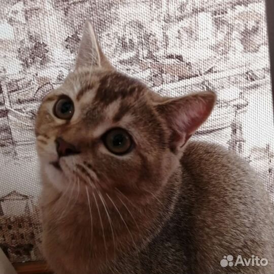 Кошка британская шиншилла