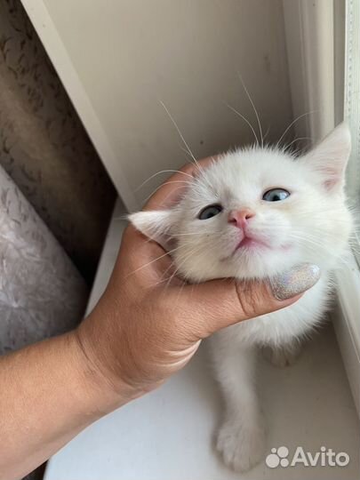 Кошки породистые бесплатно