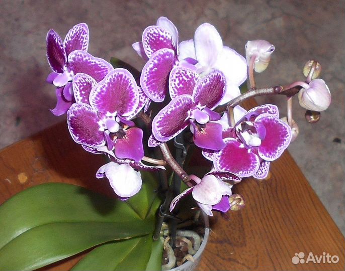 Орхидея фаленопсис