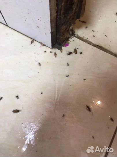 Дезинфекция помещений