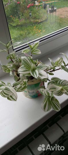 Традесканция