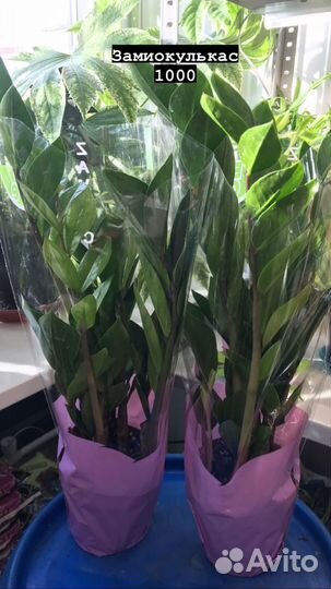 Комнатные растения