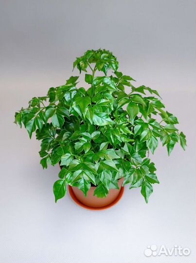 Радермахера