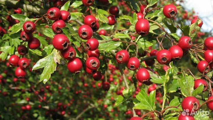 Саженцы Плодово-ягодные культуры из питопника