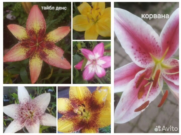 Лилейники, лилии