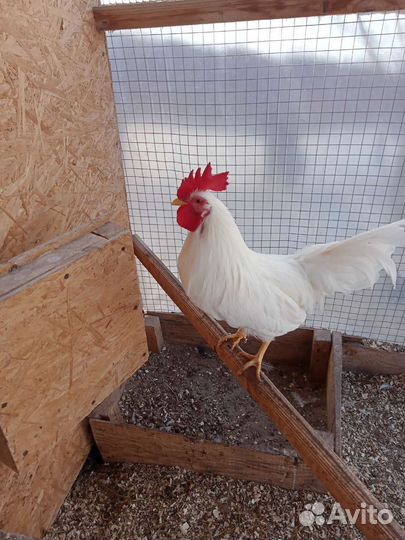 Инкубационное яйцо породной птицы