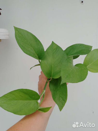 Сциндапсус