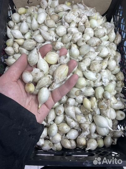 Лук севок белый