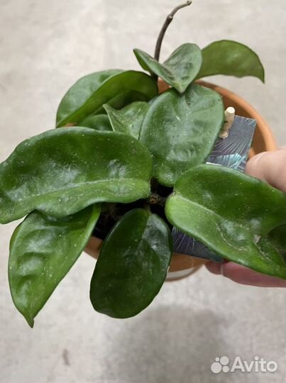 Хойя Кринкл