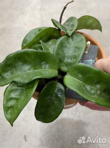 Хойя Кринкл