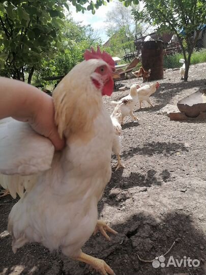 Петушки молодые