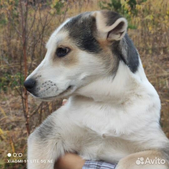 Баксик ищет семью