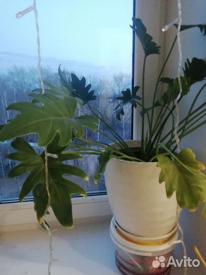 Филодендрон