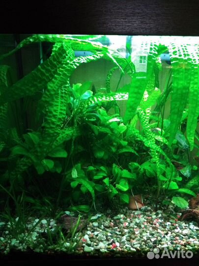 Аквариумные растения, анциструсы, креветки