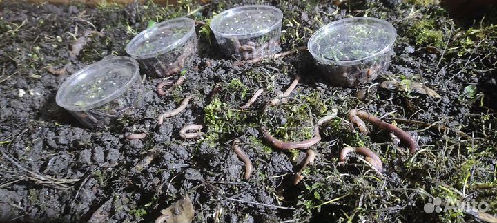 Черви Выползки для рыбалки