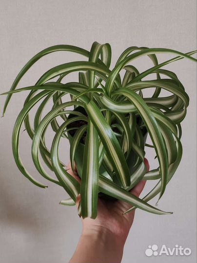 Цветочки в ожидании новых хозяев