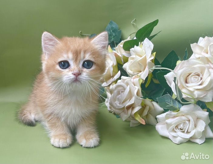 Британские девочки золотой шиншиллы