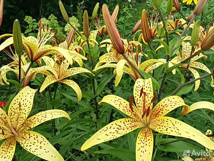 Лилии с цветком