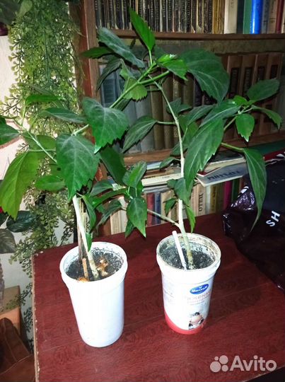 Комнатные растения цветы