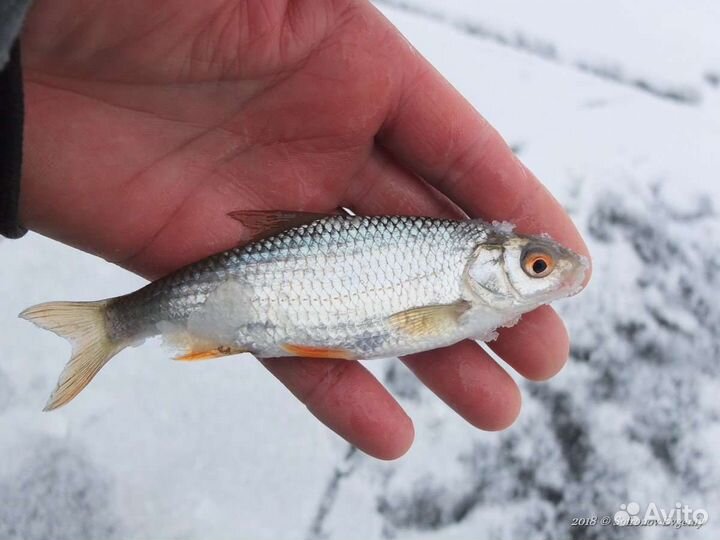 Живец для рыбалки