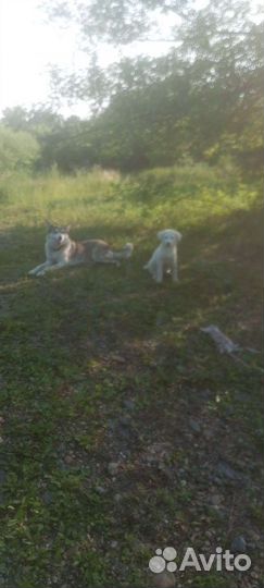 Собака с щенком