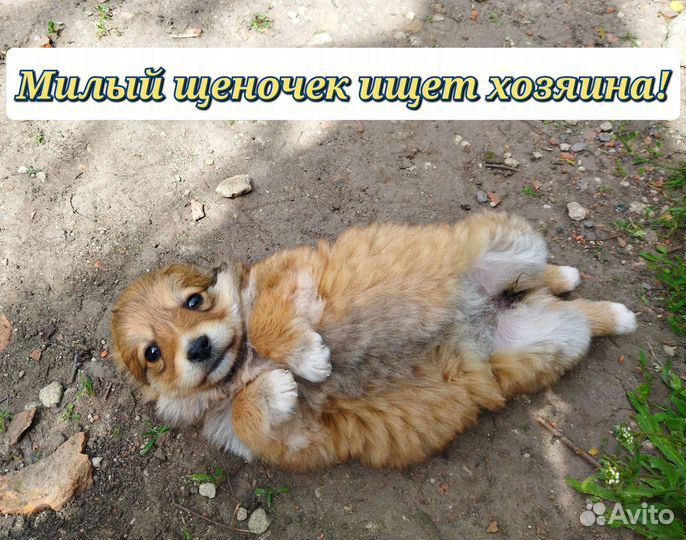 Щенки маленькой собачки 1,5 - 2 месяца