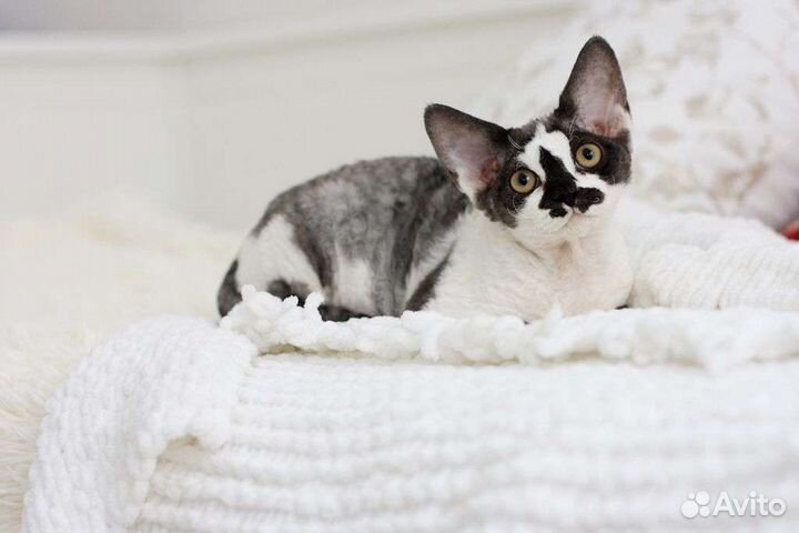 Красивая девочка породы Девон рекс