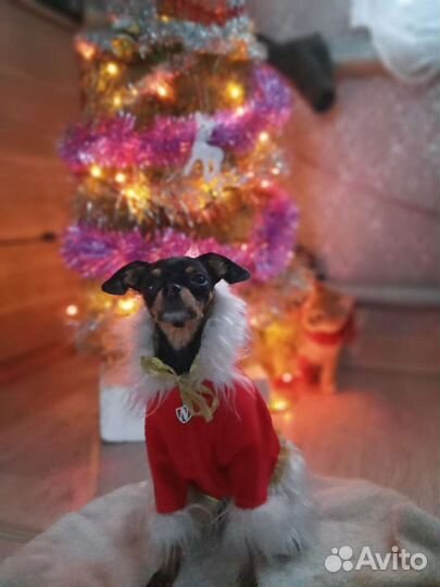 Мини той-терьер вязка