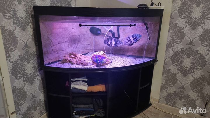 Аквариум угловой,панорамный с тумбой