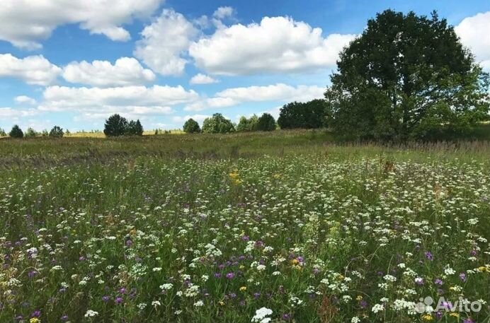 Мед Алтайский опт