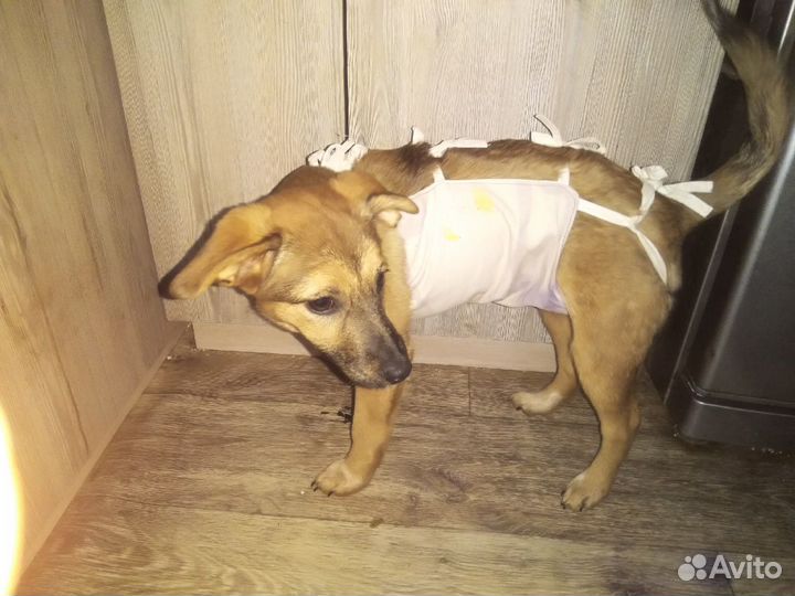 Собаки и щенки