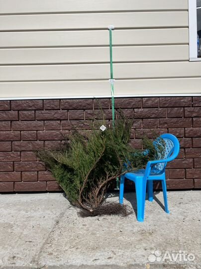 Кусты можжевельника