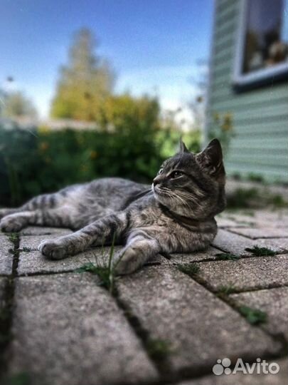 Котята в добрые руки бесплатно