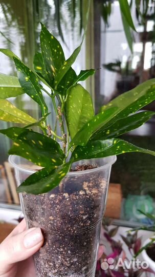 Кротон Аукубный/Золотистый снег